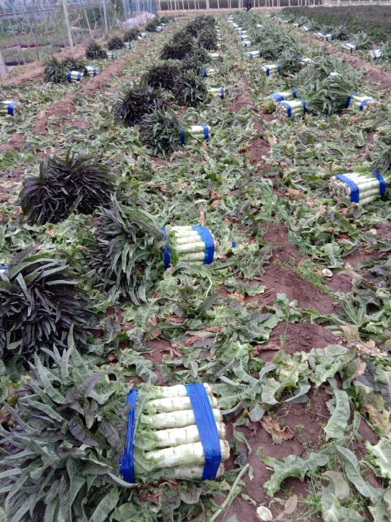 红叶香莴苣莴笋大量上市产地直发，品质保证货源充足
