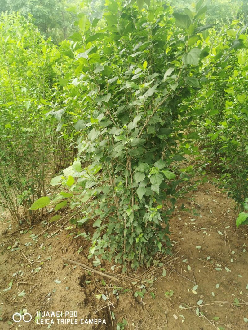 木槿，独杆，丛生，规格齐全，土球，裸根，都可以