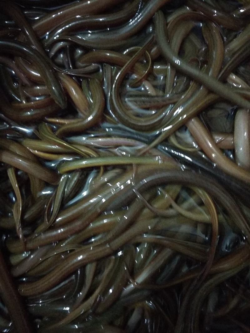 黄鳝苗，正大黄鳝苗，长势快，肉质好，无病毒，火爆出售中