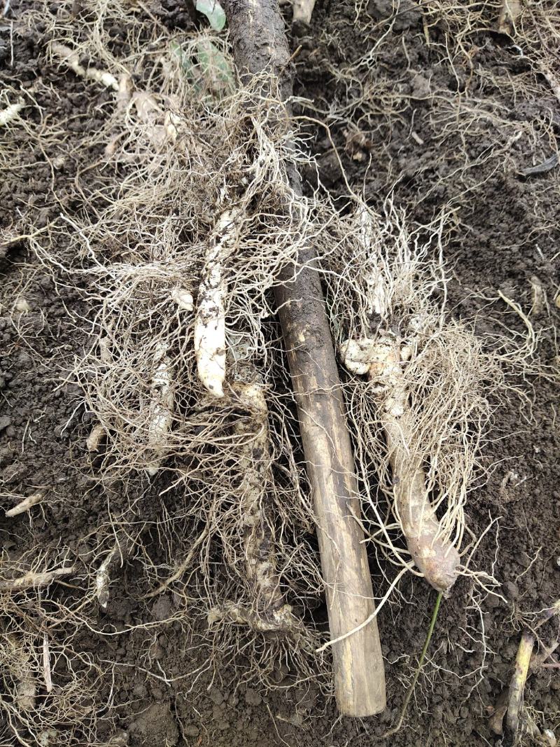 东北玉竹小苗，种植大货