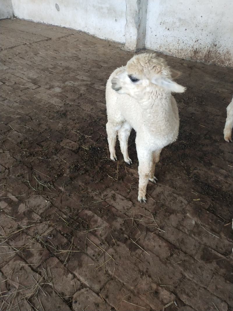 进口华卡约羊驼繁殖基地优质宠物羊驼