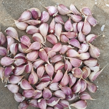 精品红根蒜苗种子，基地直供，量大从优诚信经营欢迎订购