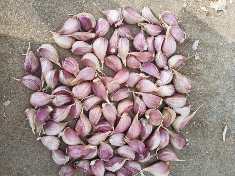 精品红根蒜苗种子，基地直供，量大从优诚信经营欢迎订购