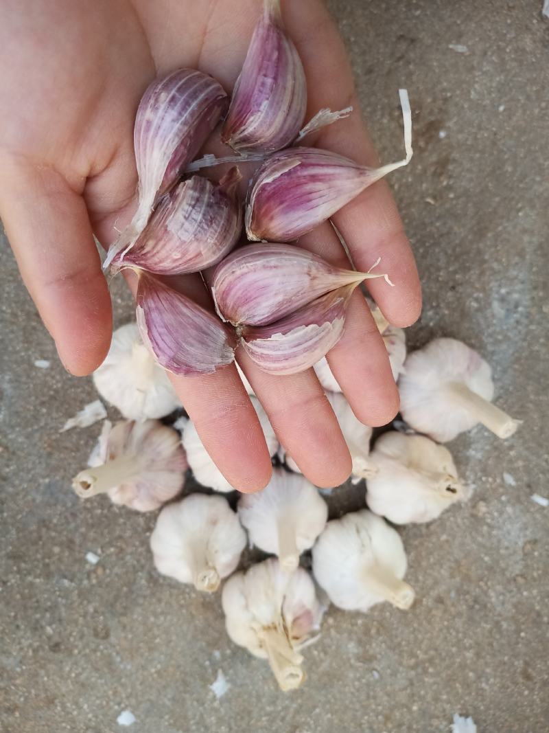 精品红根蒜苗种子，基地直供，量大从优诚信经营欢迎订购