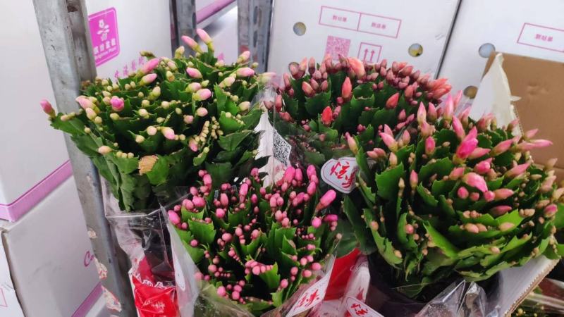 蟹爪兰【基地直供】110规格混色装花苞多色泽艳丽易养