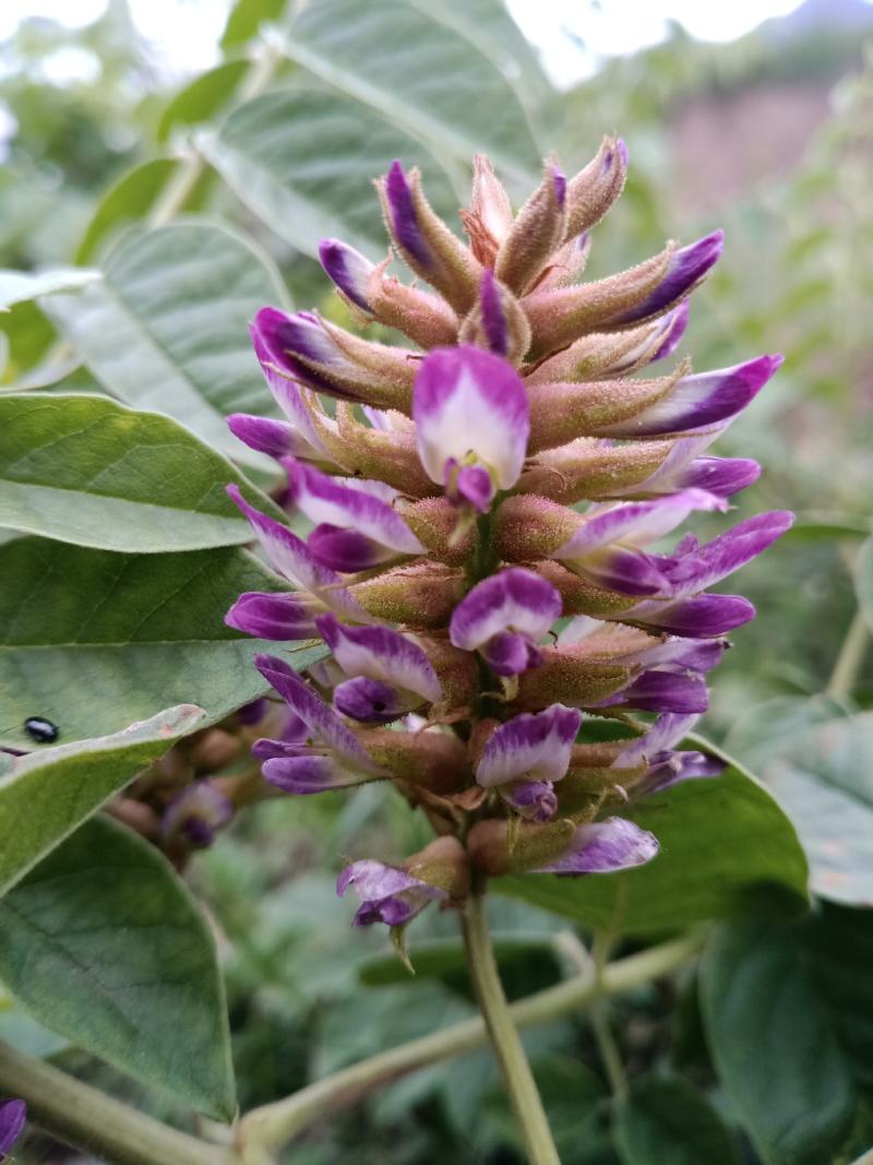 甘草黄土高坡自然生长红皮黄芯味浓野甘草