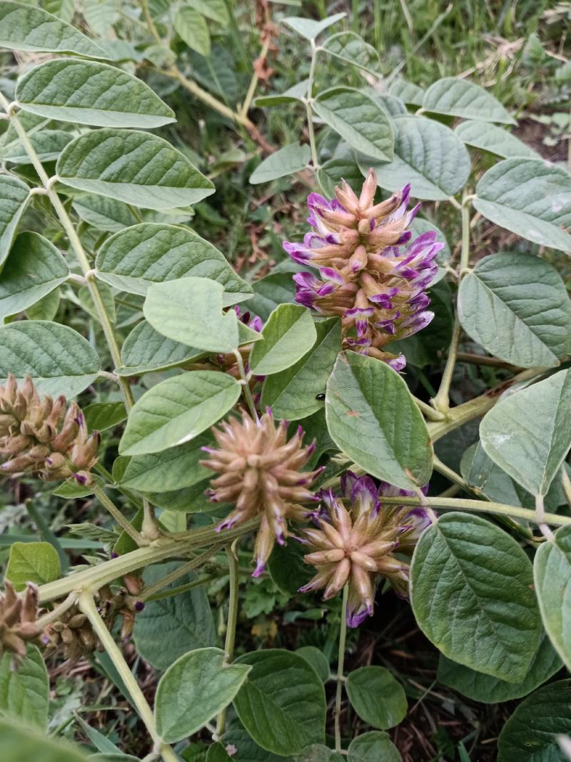 甘草黄土高坡自然生长红皮黄芯味浓野甘草