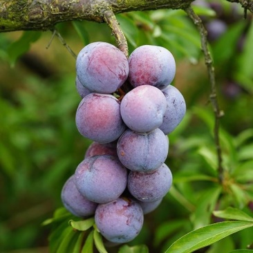 金秀大瑶山生态珍珠李,原味口感脆甜清新,糖分充足