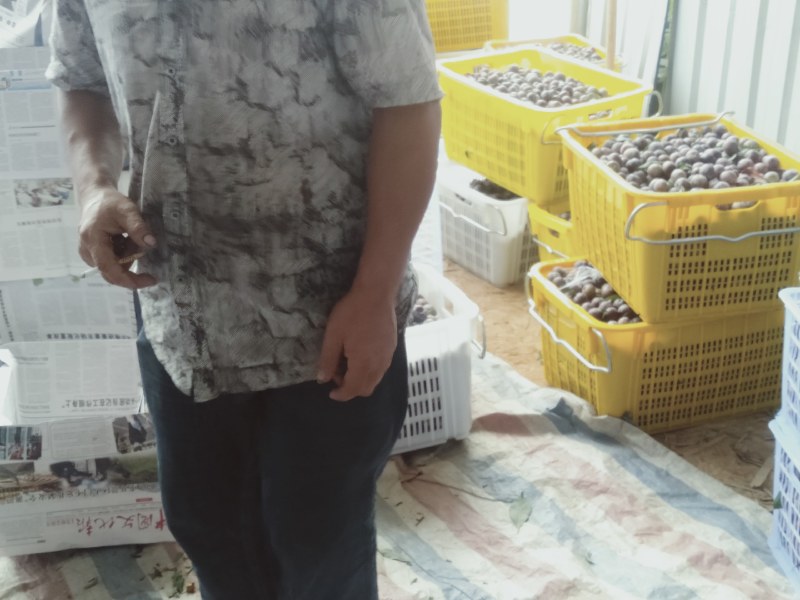 金秀大瑶山生态珍珠李，原味口感脆甜清新,糖分充足