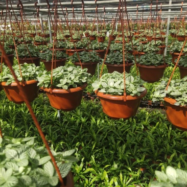 网纹草绿色网纹草盆栽基地直销量大私聊