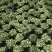 网纹草绿色网纹草盆栽基地直销量大私聊