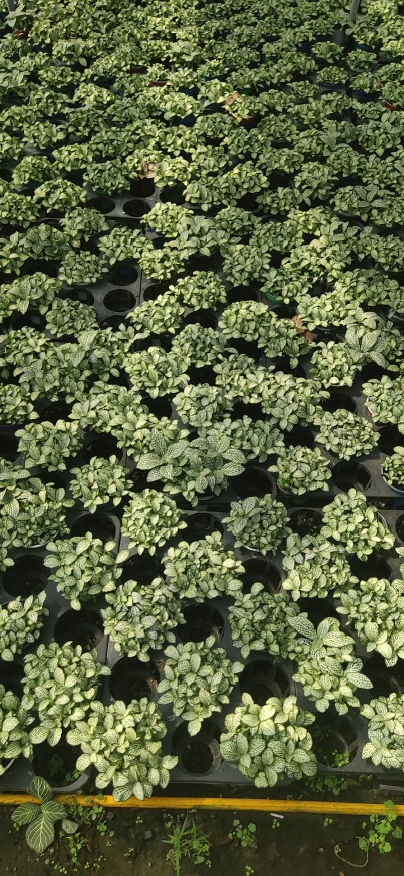 网纹草绿色网纹草盆栽基地直销量大私聊