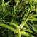 秦艽高海拔自然生长野生麻花秦艽非种植两斤包邮