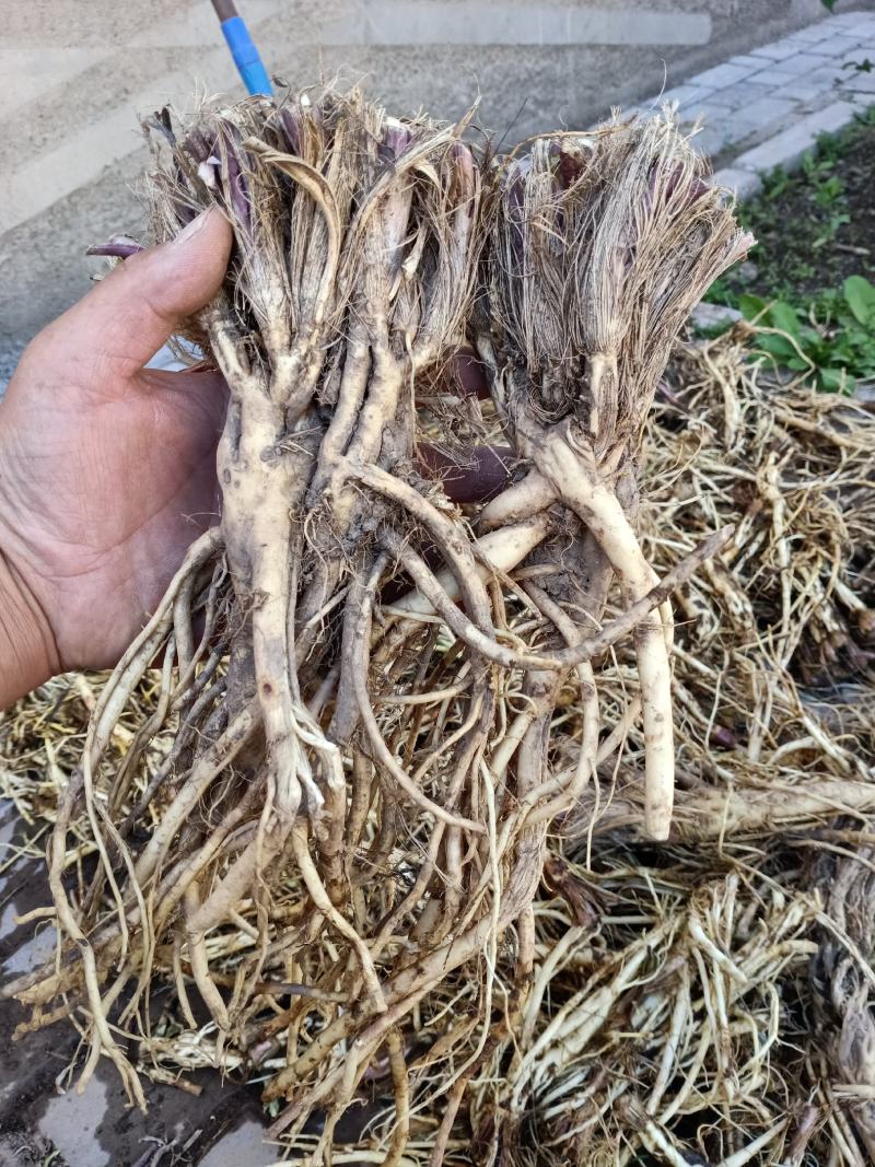 秦艽高海拔自然生长野生麻花秦艽非种植两斤包邮