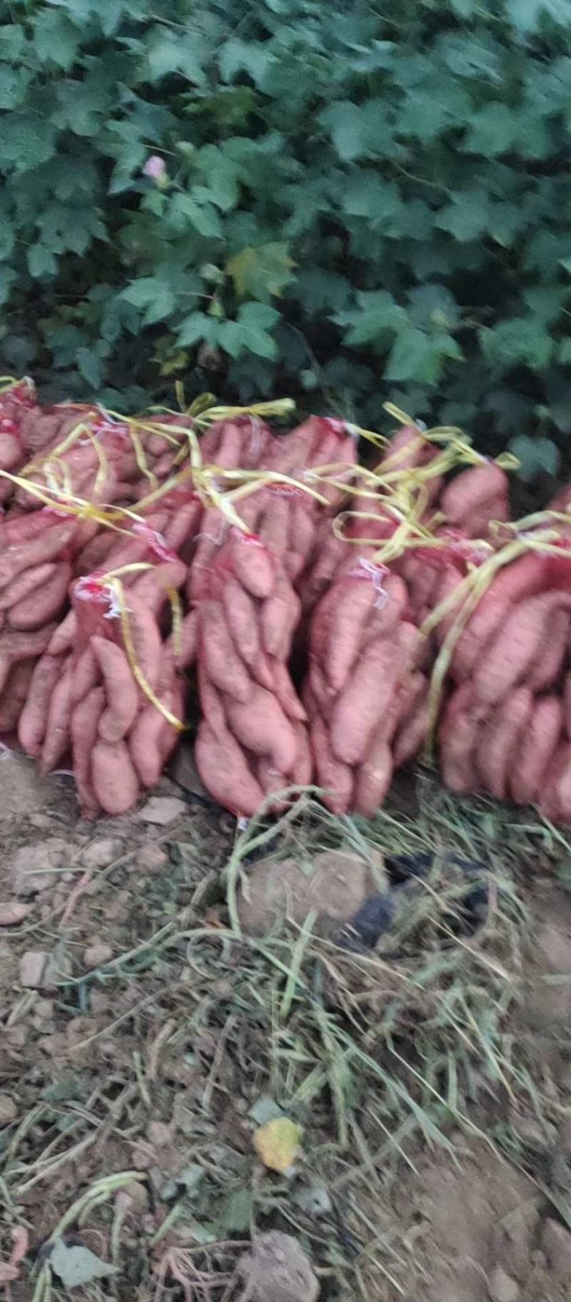 龙薯九大量上市啦啦啦啦
