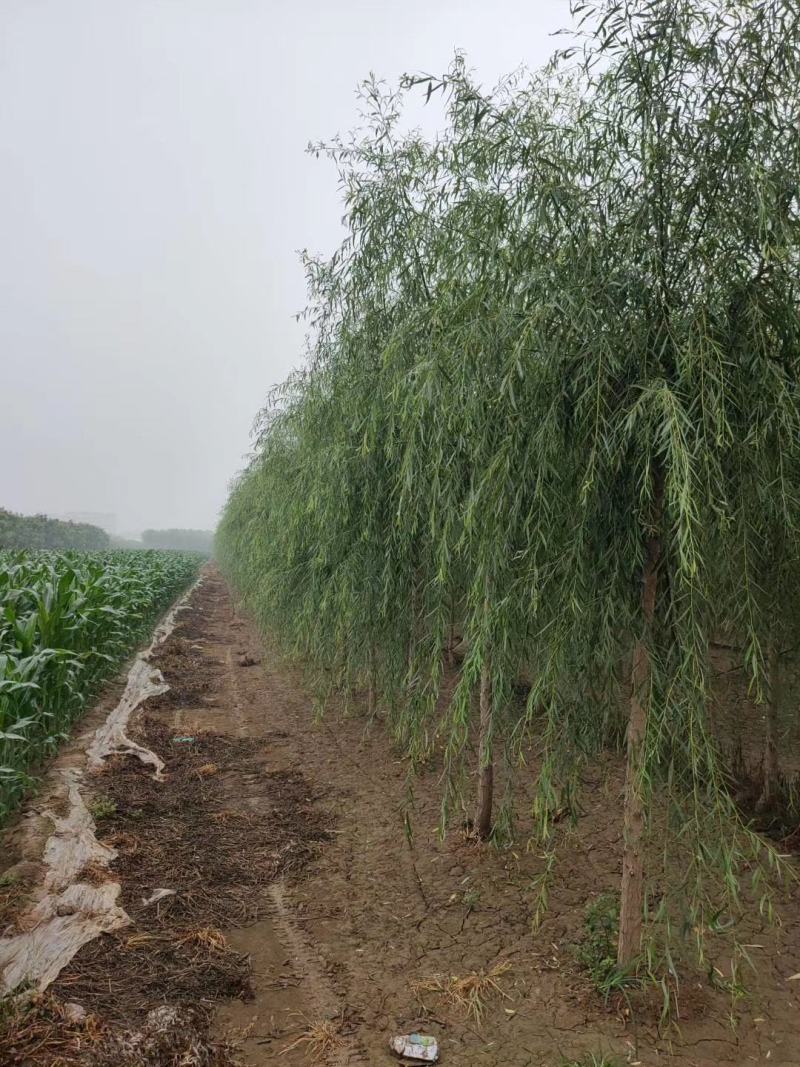 垂柳16公分嫁接垂柳垂柳基地河北垂柳价格苗木基地