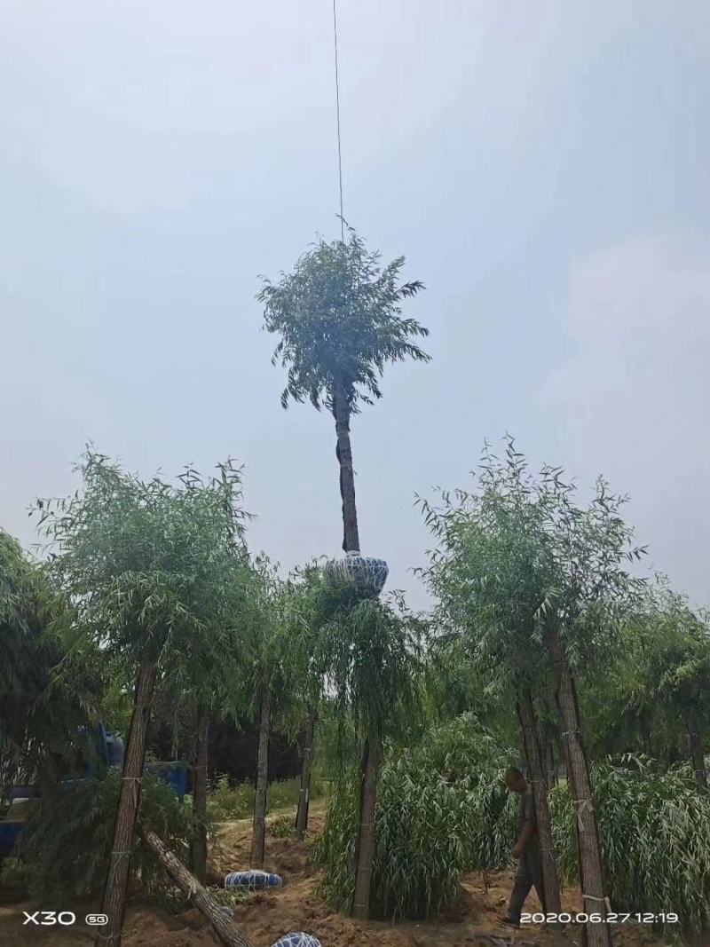 洋槐10公分洋槐河北洋槐洋槐价格洋槐苗木基地