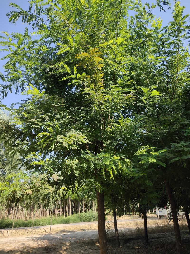 洋槐10公分洋槐河北洋槐洋槐价格洋槐苗木基地