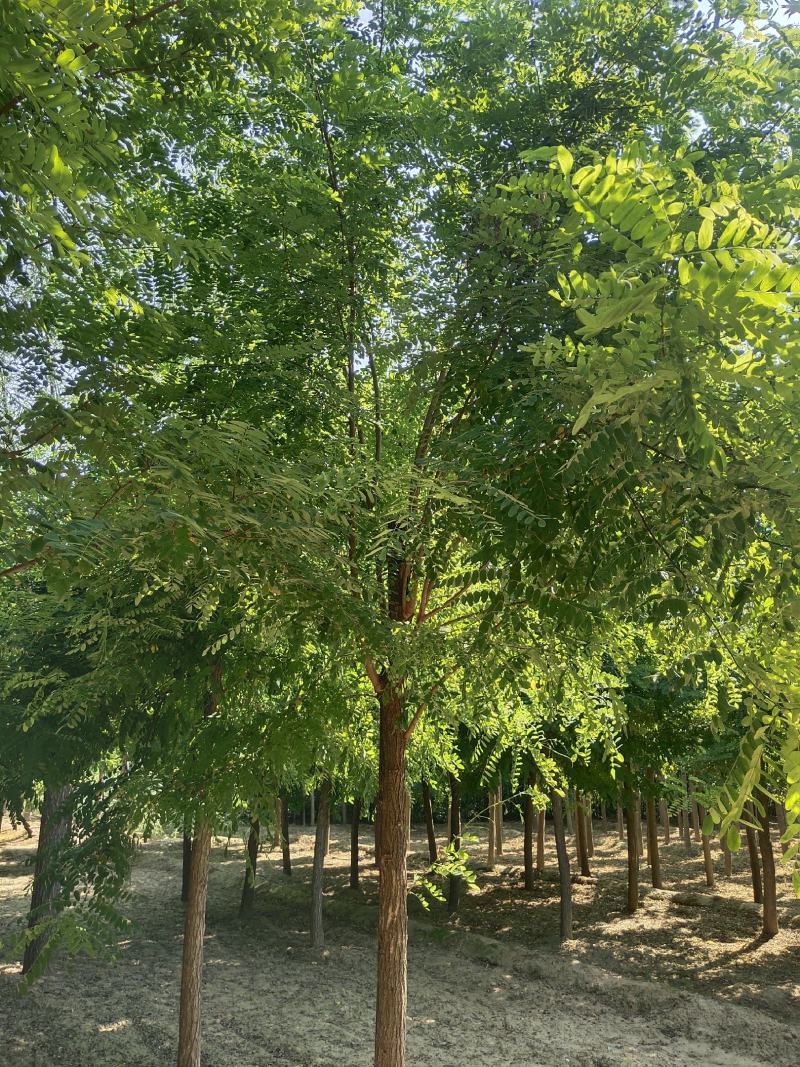 洋槐10公分洋槐河北洋槐洋槐价格洋槐苗木基地