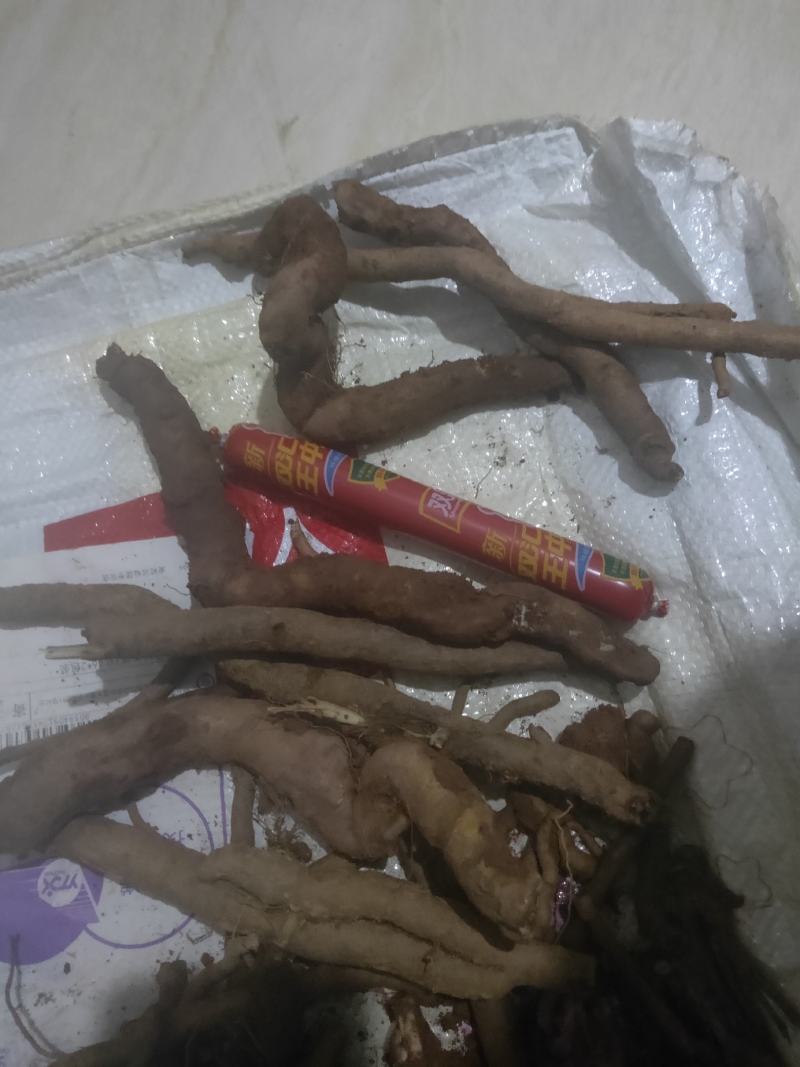铁扫把，刚在大山上挖回来的