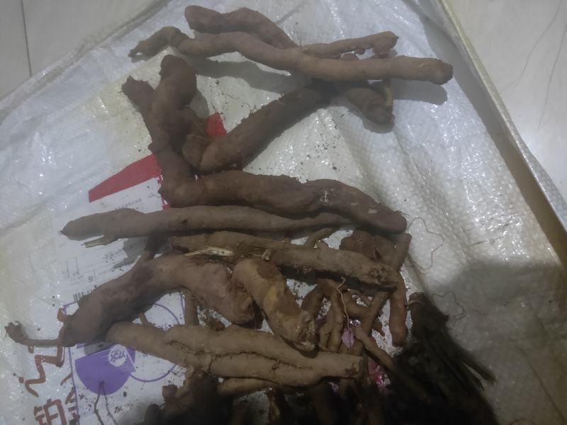 铁扫把，刚在大山上挖回来的