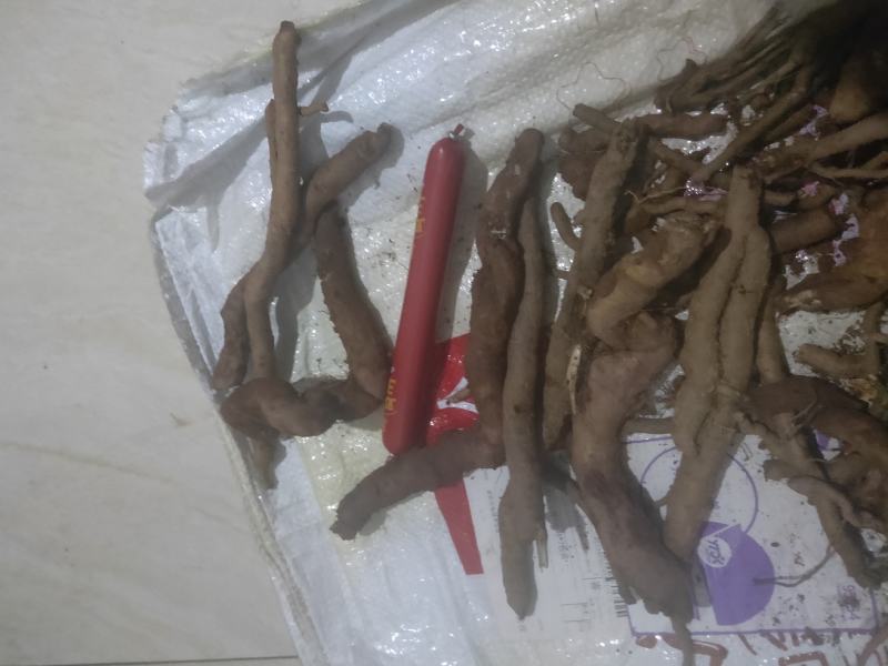 铁扫把，刚在大山上挖回来的