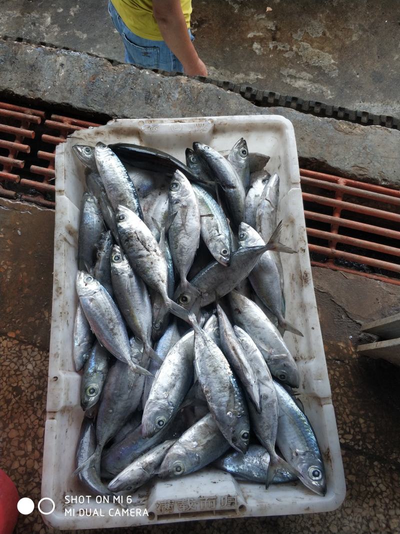 北部湾船冻巴浪鱼，池鱼，一斤3/5条，鲜度好，饭堂零售好