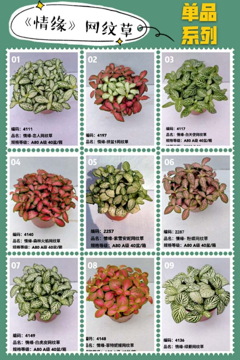 网纹草基地直供80规格混色装一箱40盆全年持续供货