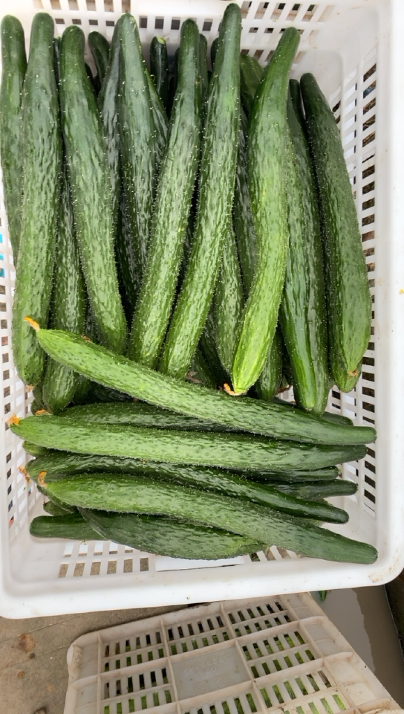 蔬菜大棚种植基地，货品新鲜，质量保证可实地看货