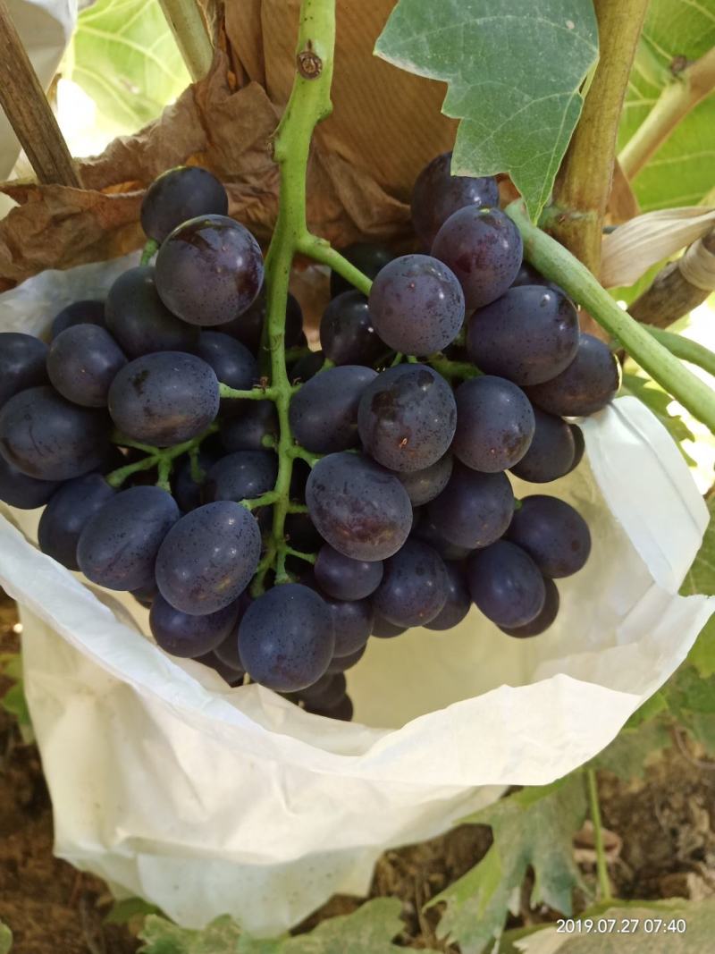无核玫瑰香葡萄大量上市了