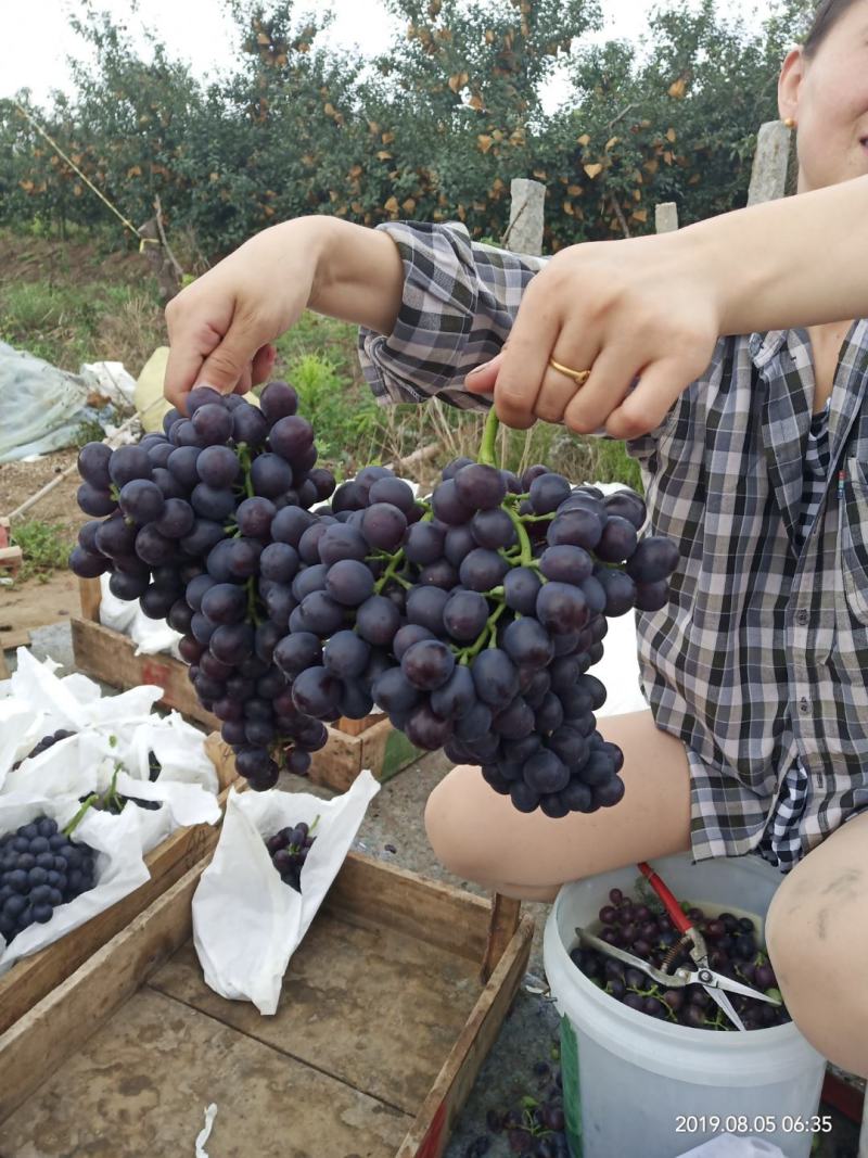无核玫瑰香葡萄大量上市了