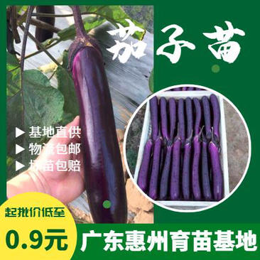 茄子苗，嫁接长茄苗，高温天气果色依然深紫红，不易褪色