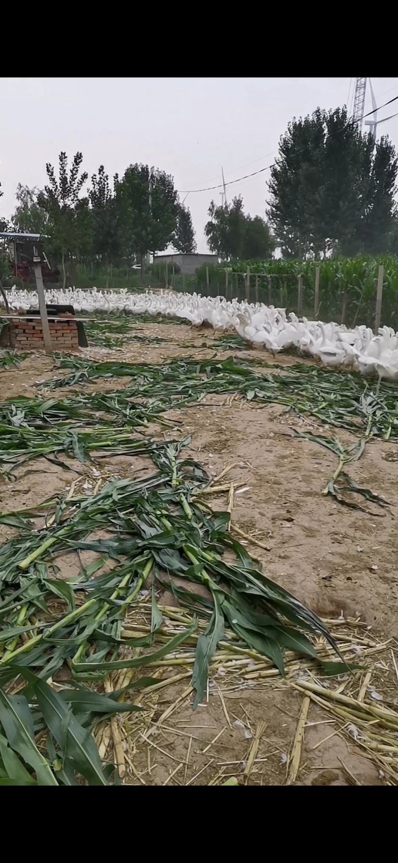鹅蛋，七天以内新鲜绿色食品