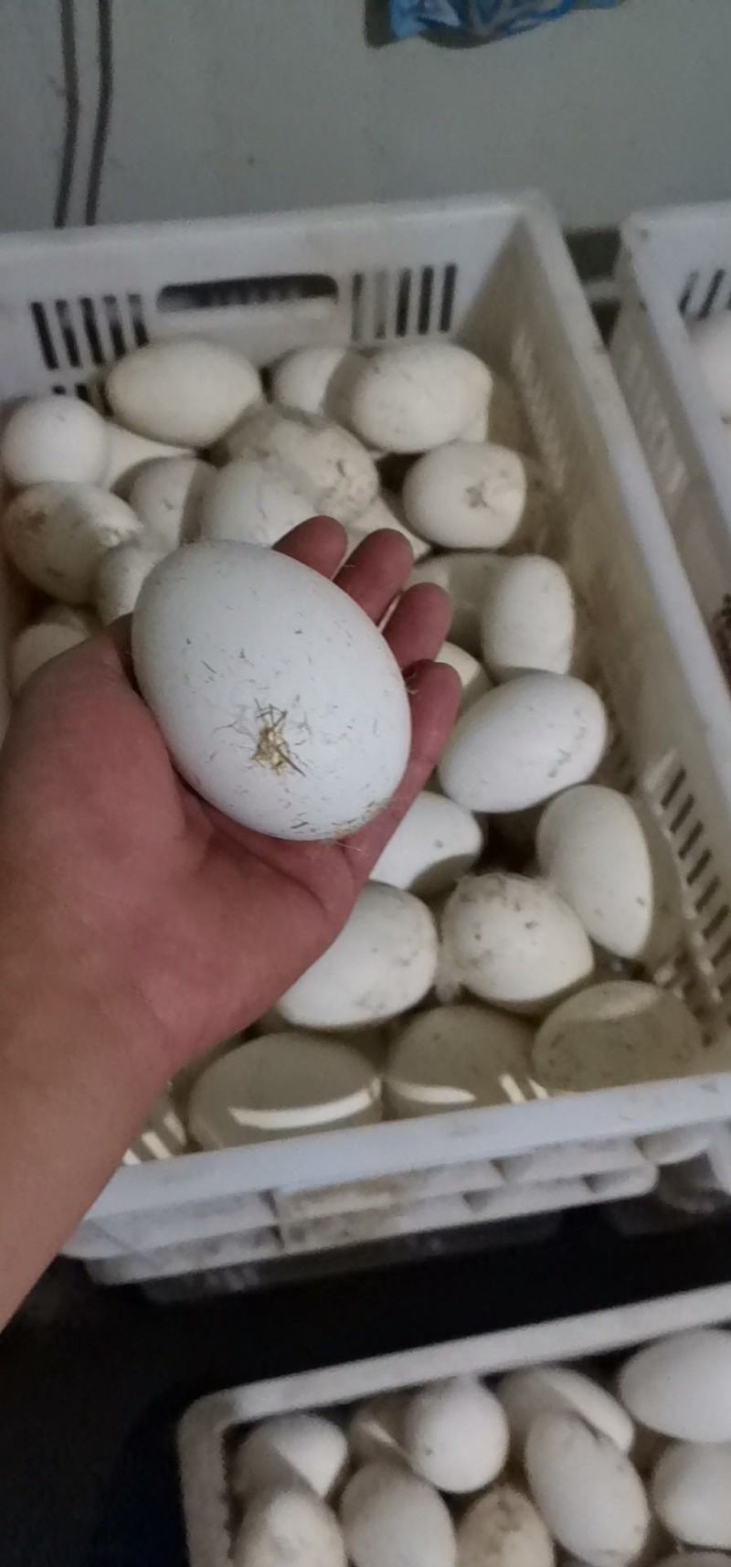 鹅蛋，七天以内新鲜绿色食品