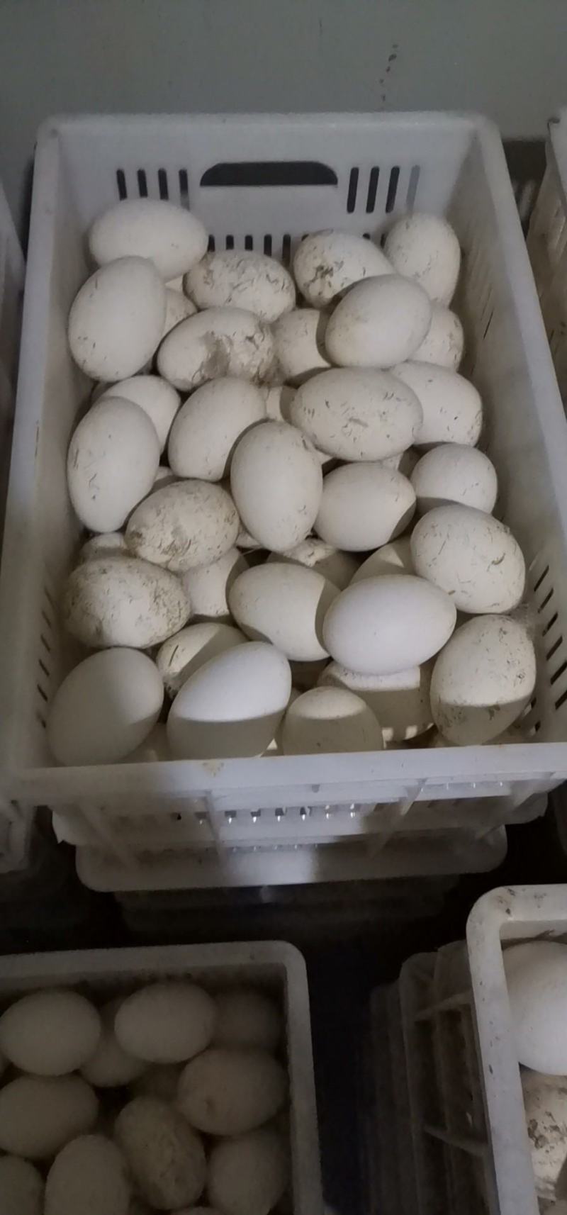 鹅蛋，七天以内新鲜绿色食品