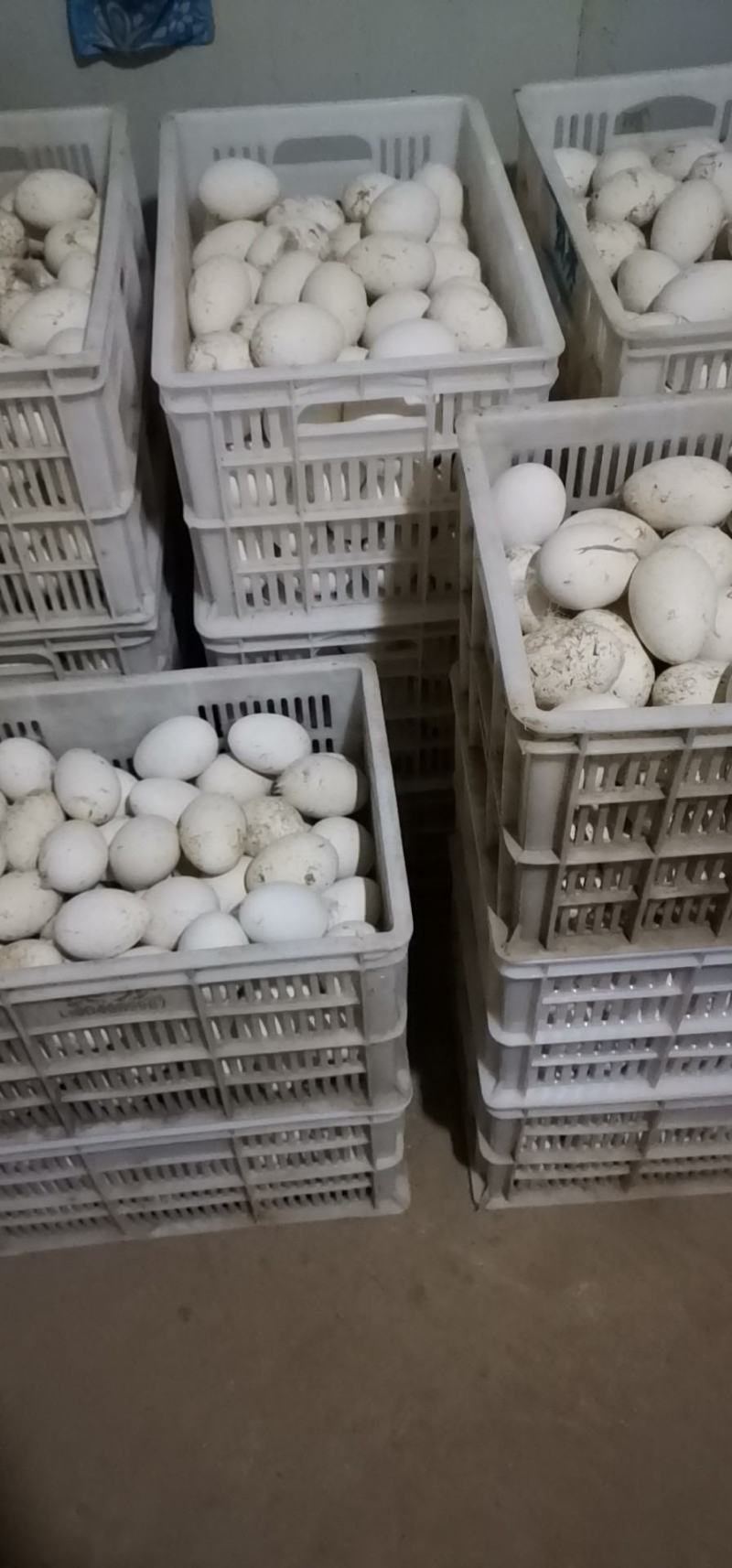 鹅蛋，七天以内新鲜绿色食品