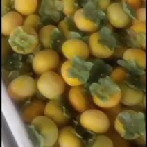 七月黄柿子已大量上市欢迎广大客商前来采购