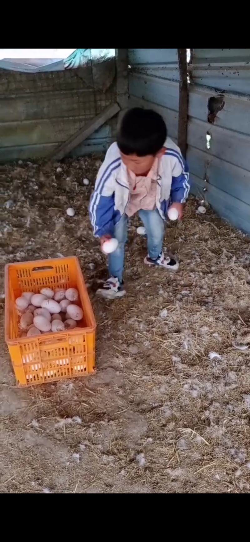 鹅蛋，七天以内新鲜绿色食品