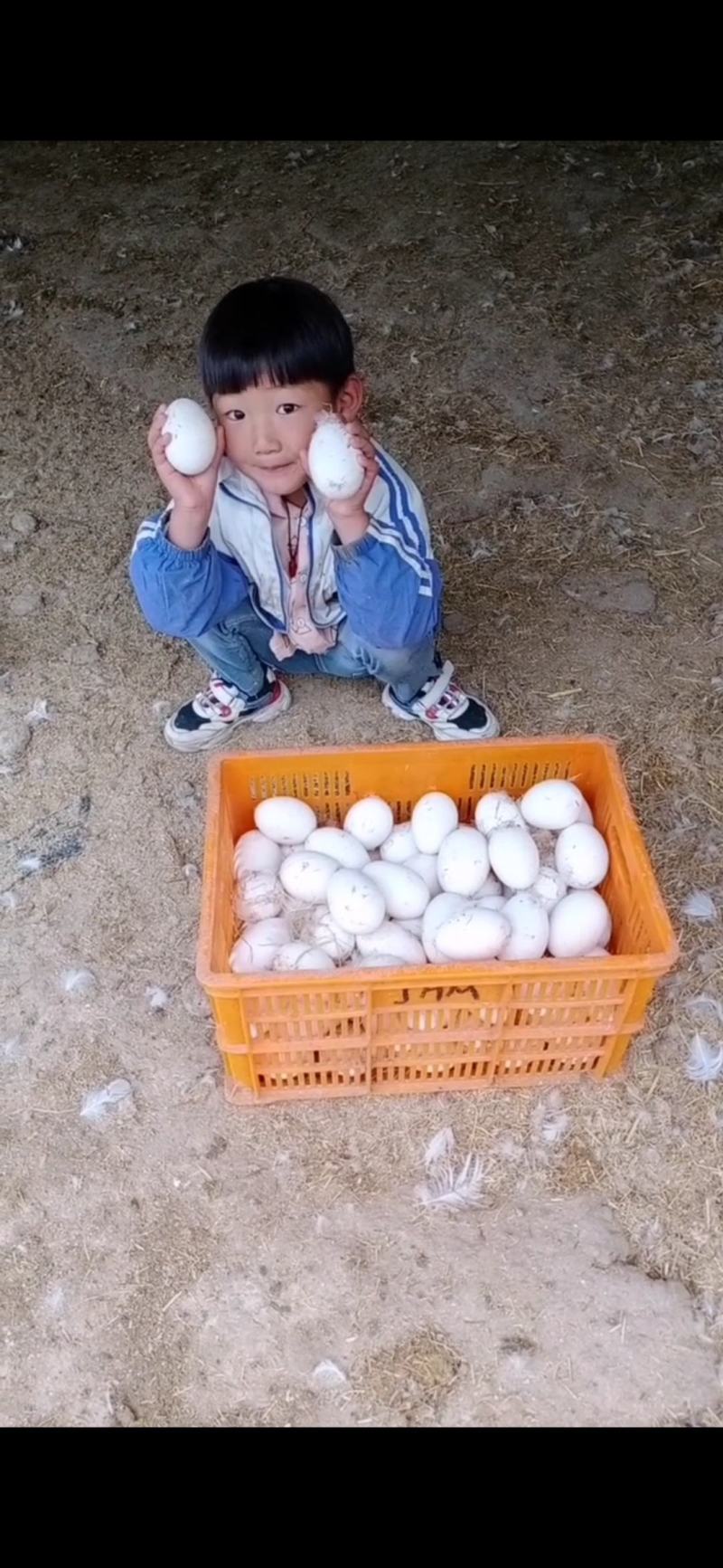 鹅蛋，七天以内新鲜绿色食品