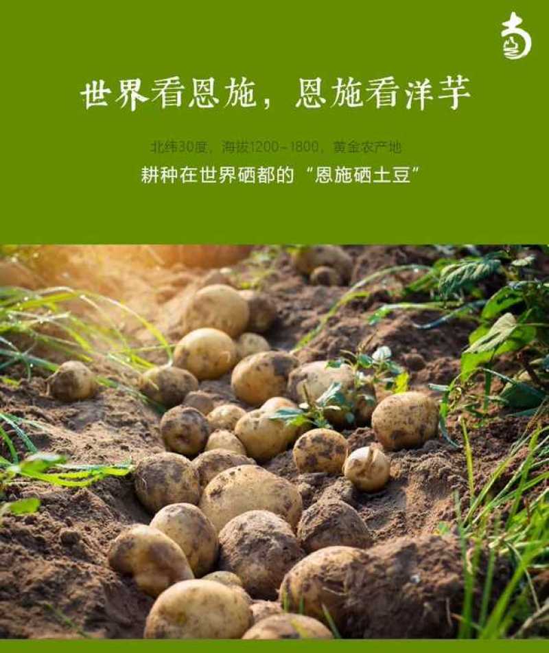 20年现挖恩施富硒新鲜冬季小土豆黄皮黄心马尔科产地直供