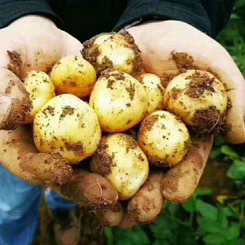 20年现挖恩施富硒新鲜冬季小土豆黄皮黄心马尔科产地直供