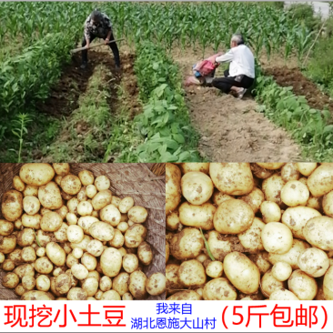 20年现挖恩施富硒新鲜冬季小土豆黄皮黄心马尔科产地直供