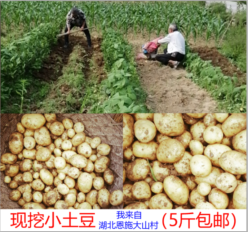20年现挖恩施富硒新鲜冬季小土豆黄皮黄心马尔科产地直供