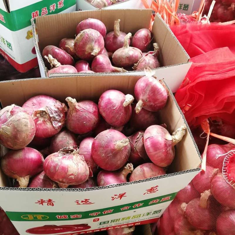 山东优质洋葱，大量供应全国各地红皮洋葱可承接各大平台