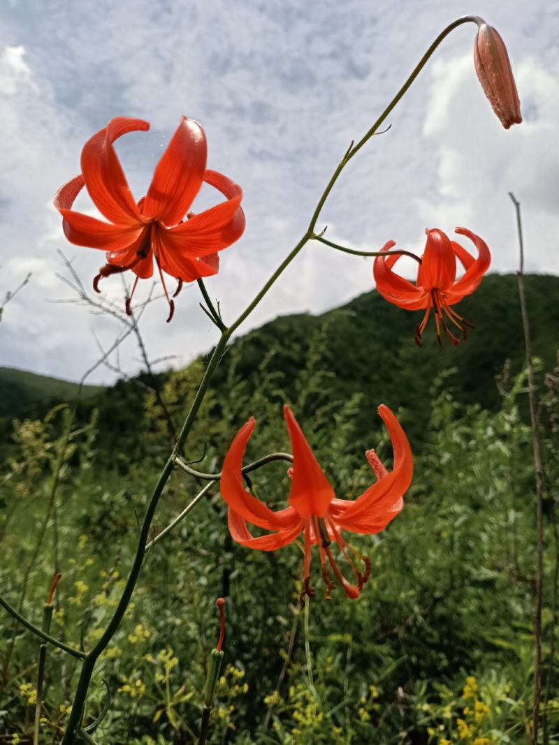 百合宝兴百合山丹花种球野百合园林花盆种植观赏