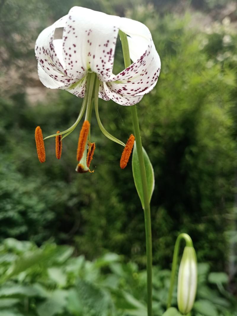 百合宝兴百合山丹花种球野百合园林花盆种植观赏