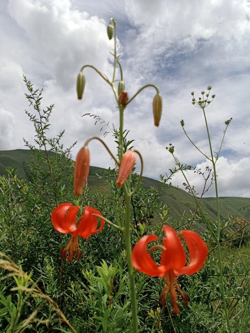 百合宝兴百合山丹花种球野百合园林花盆种植观赏