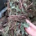 带叶鸡骨草茶小扎捆绑鸡骨草颜色青绿，货源充足
