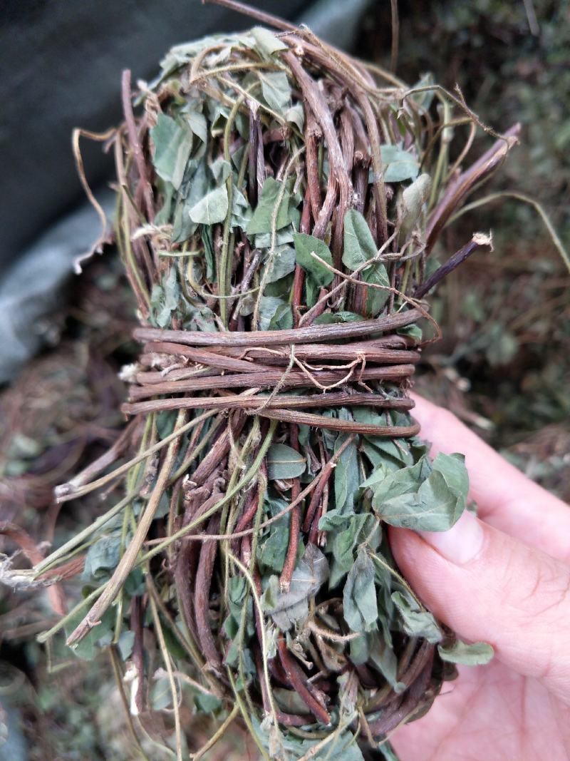 带叶鸡骨草茶小扎捆绑鸡骨草颜色青绿，货源充足