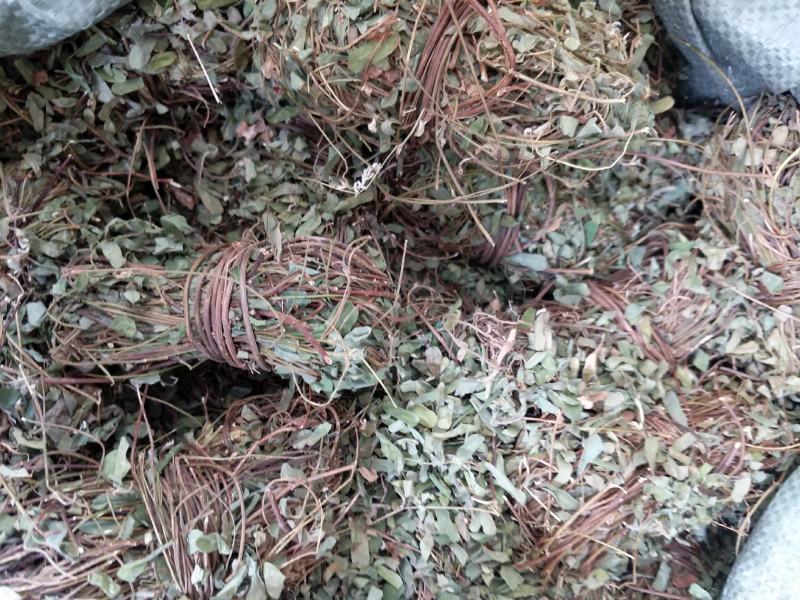带叶鸡骨草茶小扎捆绑鸡骨草颜色青绿，货源充足